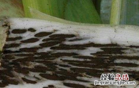 茭白黑粉病的防病方法 茭白黑粉病的防病方法视频