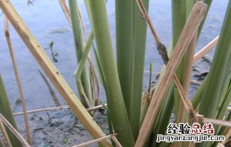 茭白黑粉病的防病方法 茭白黑粉病的防病方法视频