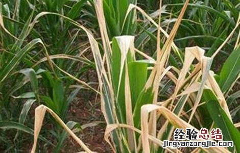 茭白黑粉病的防病方法 茭白黑粉病的防病方法视频