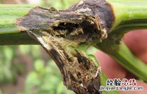 甜椒病虫害防治措施 甜椒病虫害防治技术