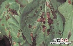 甜椒病虫害防治措施 甜椒病虫害防治技术