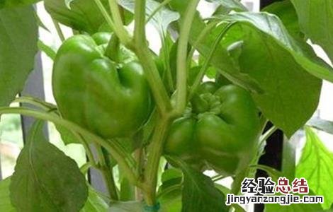 甜椒病虫害防治措施 甜椒病虫害防治技术