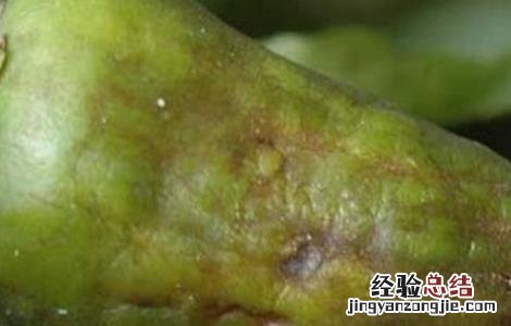 甜椒病虫害防治措施 甜椒病虫害防治技术
