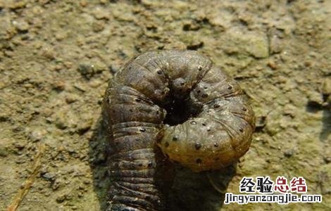 甜椒病虫害防治措施 甜椒病虫害防治技术