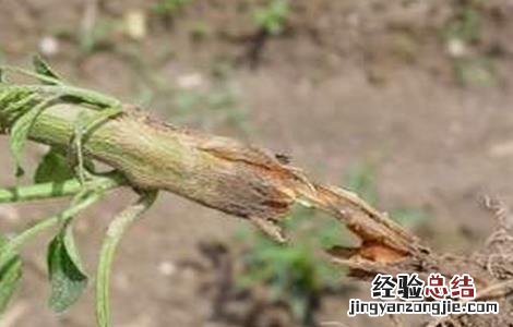 甜椒死棵原因及防治方法 甜椒死棵原因及防治方法图解