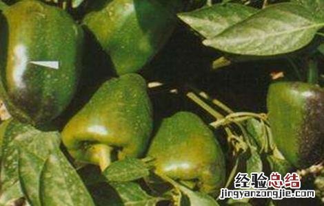 甜椒死棵原因及防治方法 甜椒死棵原因及防治方法图解