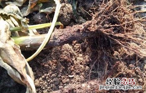 甜椒死棵原因及防治方法 甜椒死棵原因及防治方法图解