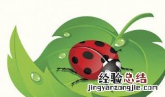 七星瓢虫吃什么蔬菜水果 七星瓢虫吃什么