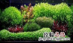 不用水草泥的水草有哪些品种 不用水草泥的水草有哪些