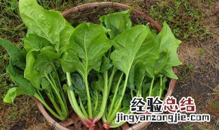 西红柿菠菜红萝卜能一起吃吗 菠菜红萝卜能一起吃吗