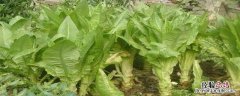 山东莴苣种植时间 莴苣几月种植