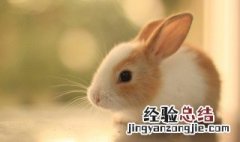 兔子磨牙可以吃什么树枝 兔子磨牙可以吃什么树枝和草