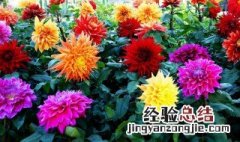 大丽花根球如何种 大丽花球根栽下多少天能发芽