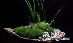 菖蒲用无孔盆怎么养殖 菖蒲用无孔盆怎么养