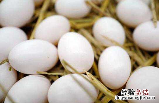 鸽子蛋对比鸡蛋的营养价值及功效 鸽子蛋和鸡蛋营养对比