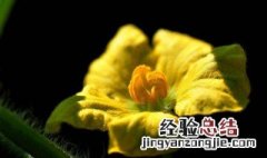 西瓜用药授粉好吗 西瓜代替人工授粉的药