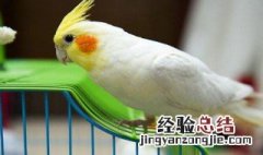 珍珠玄凤好吗 珍珠玄凤鹦鹉都吃什么