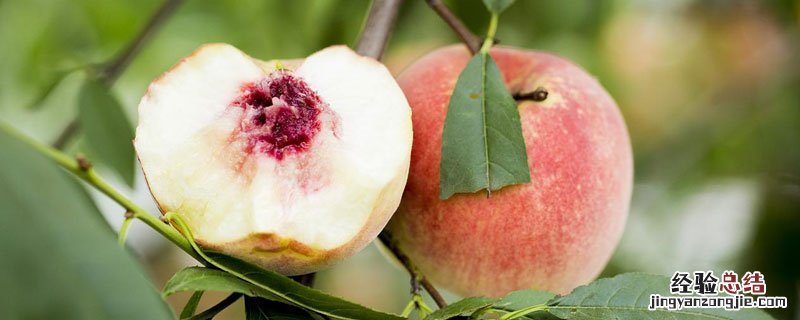 桃子烂掉了还可以吃吗 桃子烂了还能吃吗