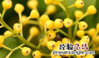 米兰怕晒太阳吗 米兰怕晒太阳吗怎么养