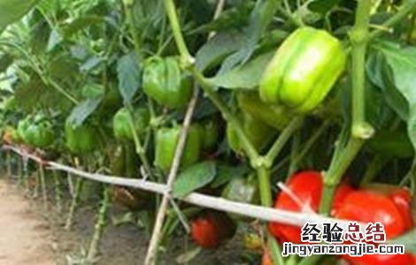 甜椒高产施肥技术 甜椒高产施肥技术视频