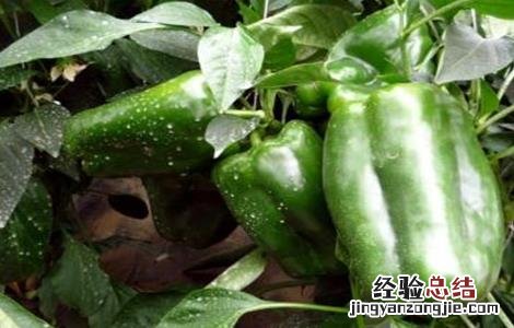 甜椒坐果率低的解决方法 甜椒坐果率低的解决方法是什么