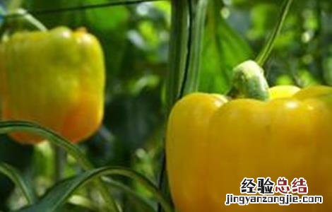 甜椒坐果率低的解决方法 甜椒坐果率低的解决方法是什么