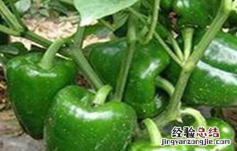 甜椒坐果率低的解决方法 甜椒坐果率低的解决方法是什么