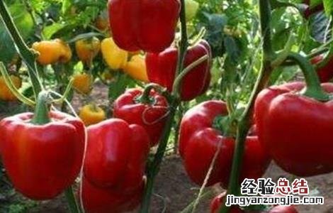 甜椒坐果率低的解决方法 甜椒坐果率低的解决方法是什么