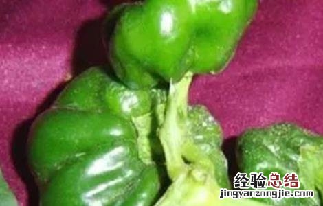 辣椒畸形果的原因 甜椒畸形果原因及预防方法