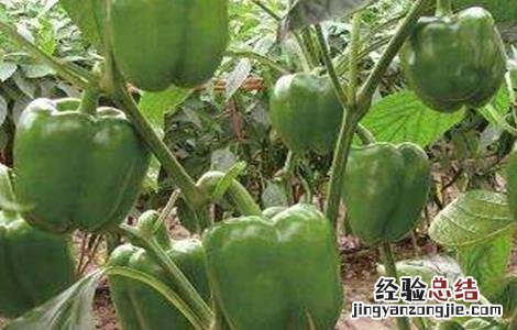 辣椒畸形果的原因 甜椒畸形果原因及预防方法