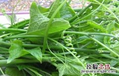 龙须菜怎么施肥 龙须菜怎么施肥最好