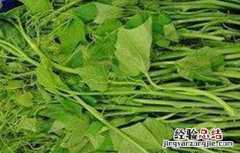 龙须菜怎么施肥 龙须菜怎么施肥最好