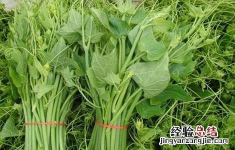 龙须菜怎么施肥 龙须菜怎么施肥最好