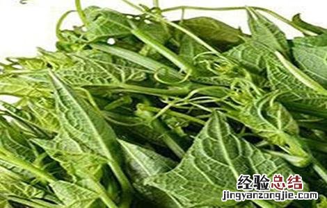 龙须菜怎么施肥 龙须菜怎么施肥最好