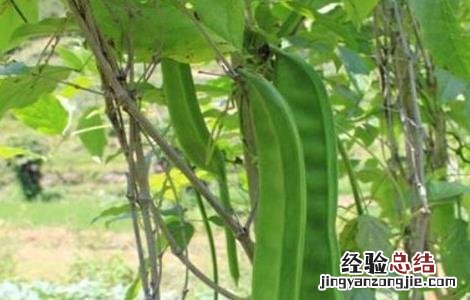 刀豆对生长环境的要求是 刀豆对生长环境的要求