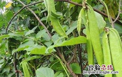刀豆对生长环境的要求是 刀豆对生长环境的要求