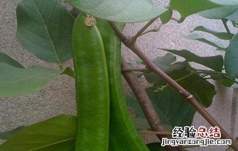 刀豆对生长环境的要求是 刀豆对生长环境的要求