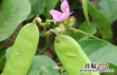 刀豆对生长环境的要求是 刀豆对生长环境的要求