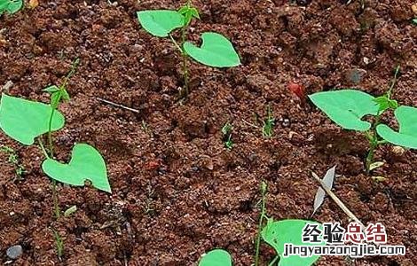 四季豆育苗方法 四季豆育苗技术