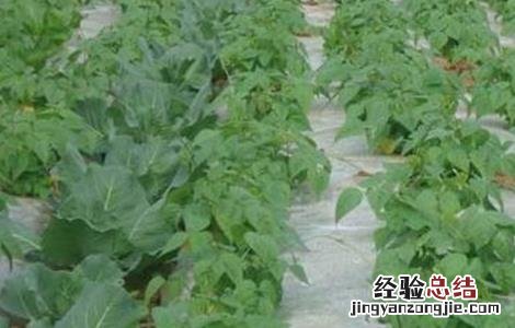 四季豆育苗方法 四季豆育苗技术