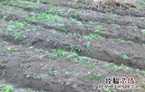 四季豆育苗方法 四季豆育苗技术