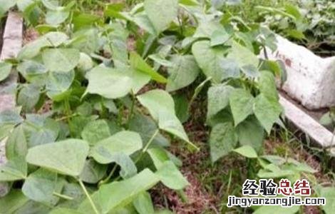 四季豆育苗方法 四季豆育苗技术
