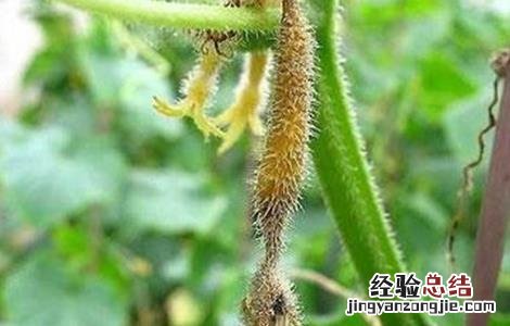黄瓜灰霉病的防治方法 黄瓜灰霉病防治方法
