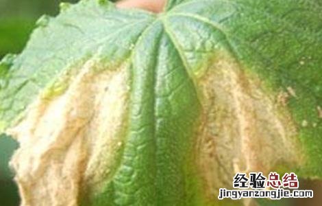 黄瓜灰霉病的防治方法 黄瓜灰霉病防治方法