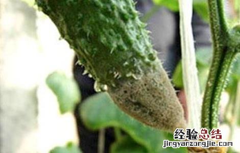 黄瓜灰霉病的防治方法 黄瓜灰霉病防治方法