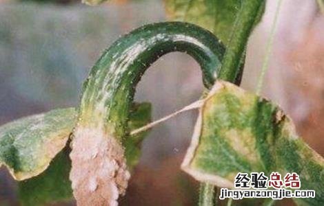 黄瓜灰霉病的防治方法 黄瓜灰霉病防治方法