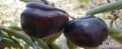 黑柿子种植条件 黑柿子适合哪里种植
