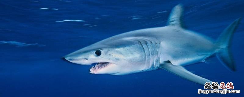 鲨鱼长什么样子图片 鲨鱼长什么样