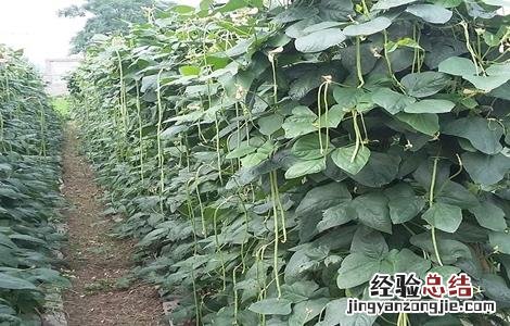 露地豇豆田间管理 露地豇豆田间管理方法
