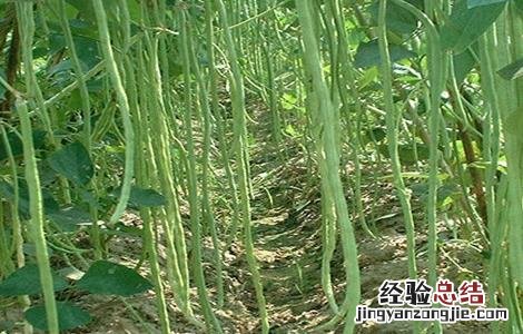 露地豇豆田间管理 露地豇豆田间管理方法